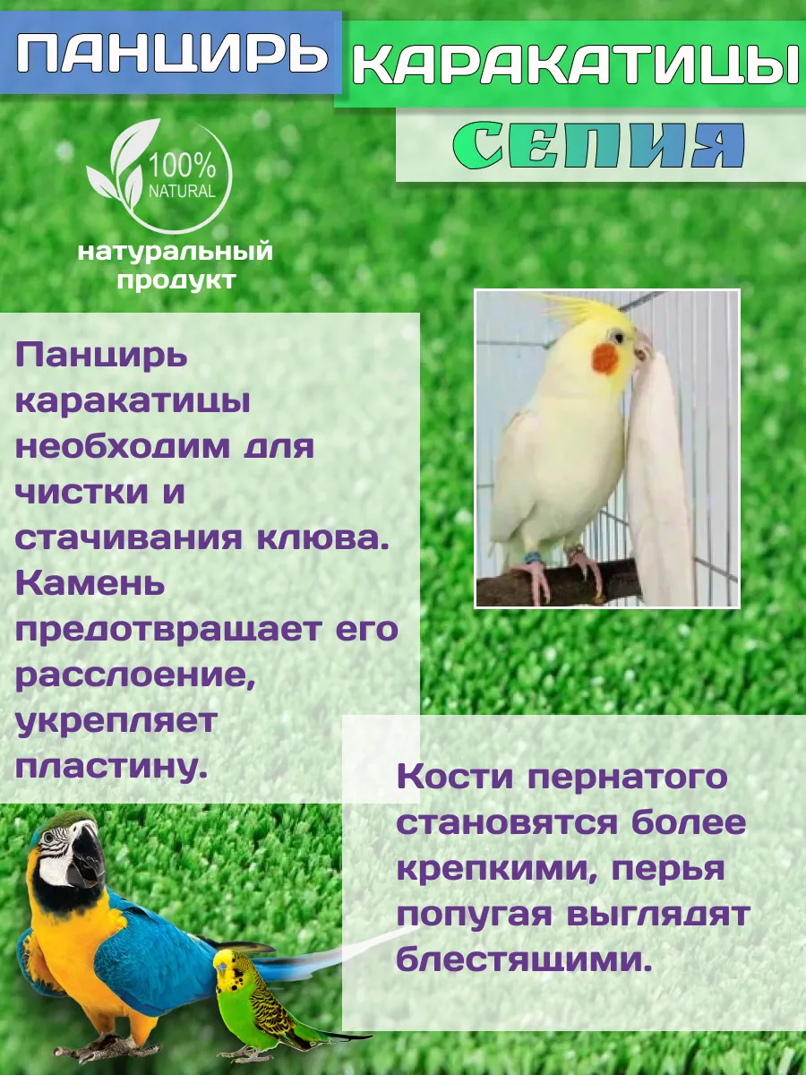 Сепия панцирь каракатицы, 35гр ЛОМ — изображение 2